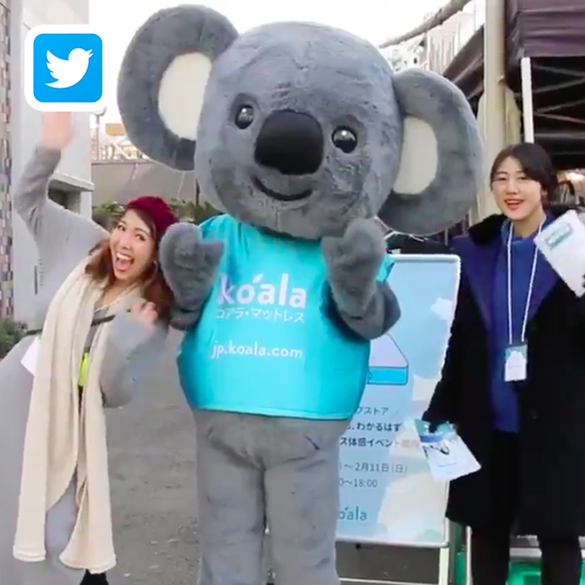 Koala Video 3